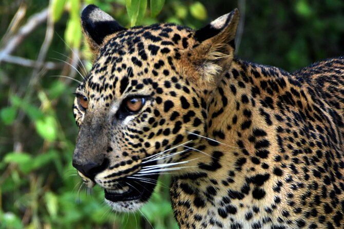 Private Half Day Safari Tour to Yala NP From Tangalle and Drop Back - Itinerary Flow, Timing, and What You Should Expect by 5 PM