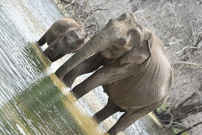 Private Half Day Safari Tour to Yala NP From Tangalle and Drop Back - Price and Value: Is $200 Per Person Reasonable for This Setup?
