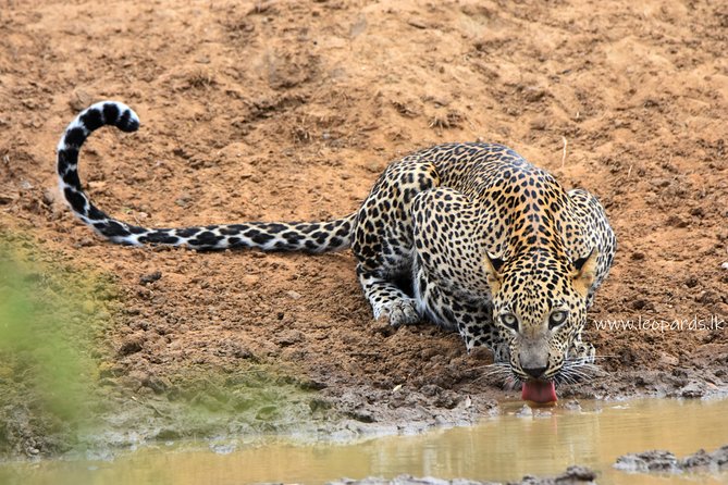 Private Half Day Safari Tour to Yala NP From Tangalle and Drop Back - 5 AM Pickup and the Toyota Hilux Jeep Setup