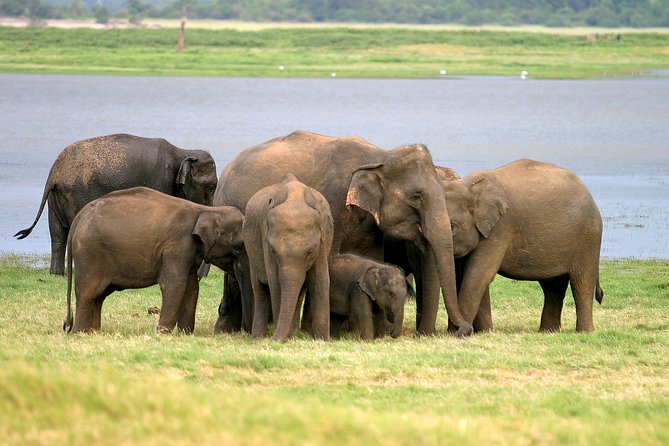 Private Jeep Safari at Minneriya National Park - Key Highlights You Should Care About