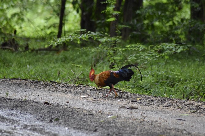 Private Jeep Safari at Minneriya National Park - Half Day Tour - Key highlights you should care about