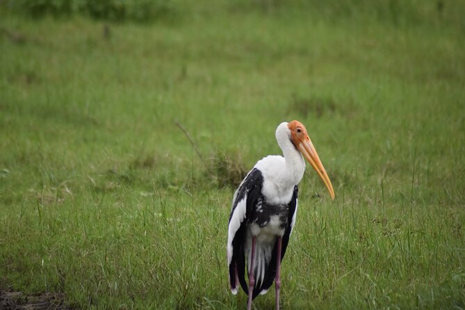 Private Jeep Safari at Minneriya National Park - Half Day Tour - Private Jeep Safari From Sigiriya: Quick, Focused, and Actually Private