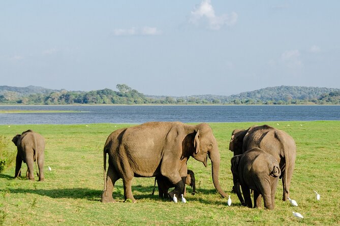 Private Jeep Safari at Minneriya National Park to Visit Elephants - When the elephants shift: Kaudulla and Hurulu Eco-Park options