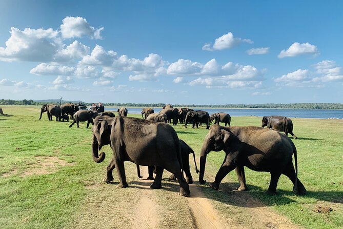 Private Jeep Safari at Minneriya National Park to Visit Elephants - Your guide is the real product here
