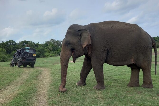 Private Jeep Safari at Minneriya National Park to Visit Elephants - The wildlife viewing style: close, but not chaotic