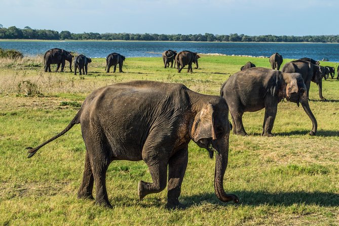 Private Jeep Safari at Minneriya National Park - The Real Itinerary: What Happens During the 3.5-Hour Game Drive