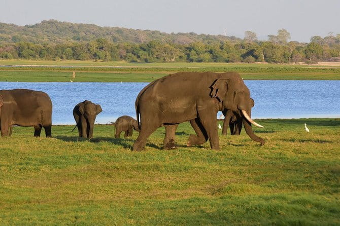 Private Jeep Safari To one of a Best National Park - How This Private Jeep Safari Works From Sigiriya
