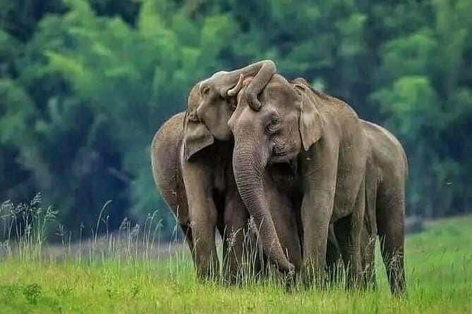 Private Jeep Safari To one of a Best National Park - Kaudulla National Park, Another Strong Elephant-Friendly Circuit