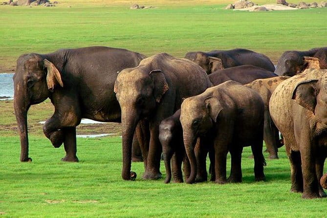Private Jeep Safari To one of a Best National Park - Hurulu Eco Park, A Shorter Stop With a Different Feel
