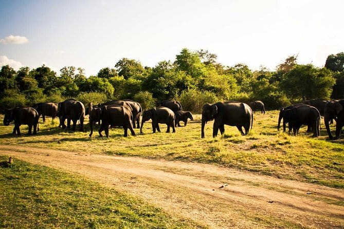 Private Jeep Safari To one of a Best National Park - Choosing Between Minneriya, Kaudulla, and Hurulu Eco Park
