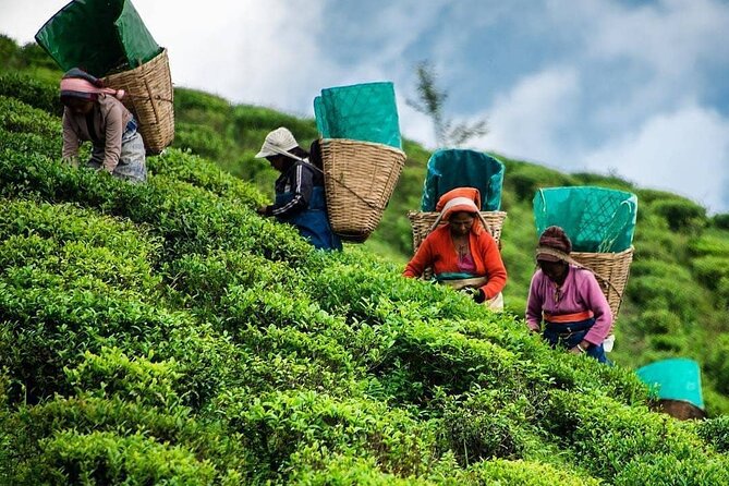 Private Tea Tour and Tea Factory - From tea leaf to tea pot: what this 3-hour tour includes