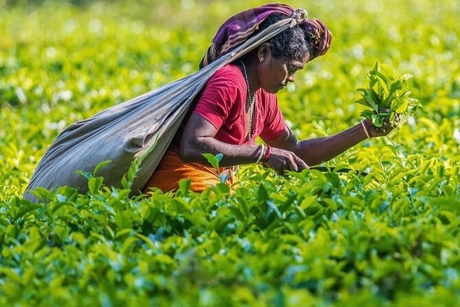 Private Tea Tour and Tea Factory - Trying plucking yourself, without turning it into a workout