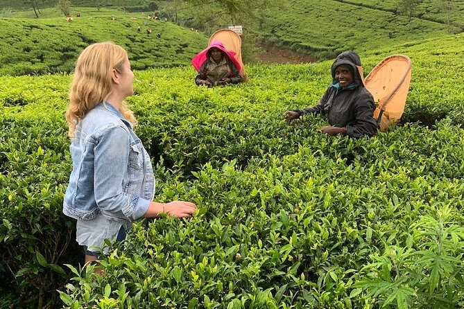 Private Tea Tour and Tea Factory - Weighing stations plus a pluckers village and temple stop