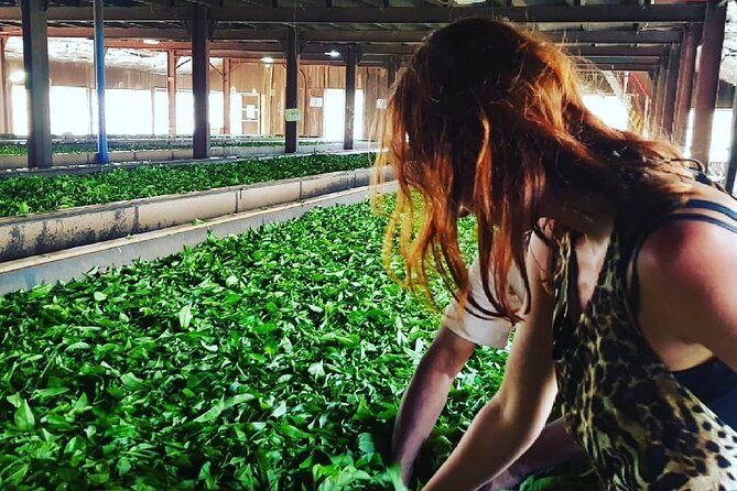 Private Tea Tour and Tea Factory - Inside the tea factory: withering to packing