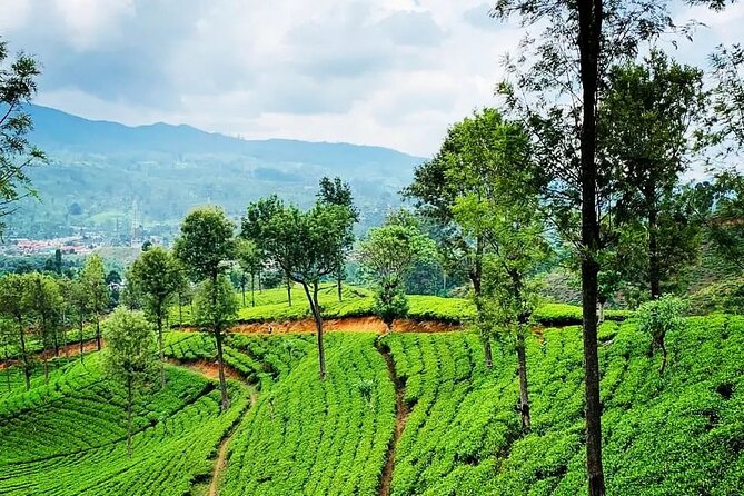 Private Tea Tour and Tea Factory - Price and value: why $20 makes sense in this setup