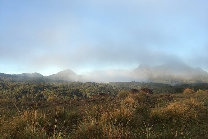 Private Tour in Horton Plains National Park & World's End Tour with Pick up - Horton Plains: A Giant Sponge for Rain and Wildlife