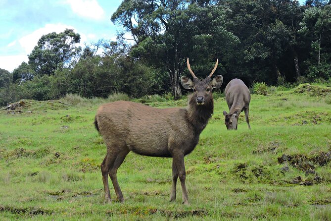 Private Tour in Horton Plains National Park ( World's End) with Pickup - World’s End and Mini World’s End: The 1,000-Foot Drop