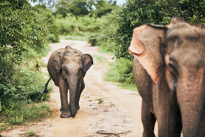 Private Tour: Yala National Park Safari - Wildlife Spotting That Actually Feels Guided