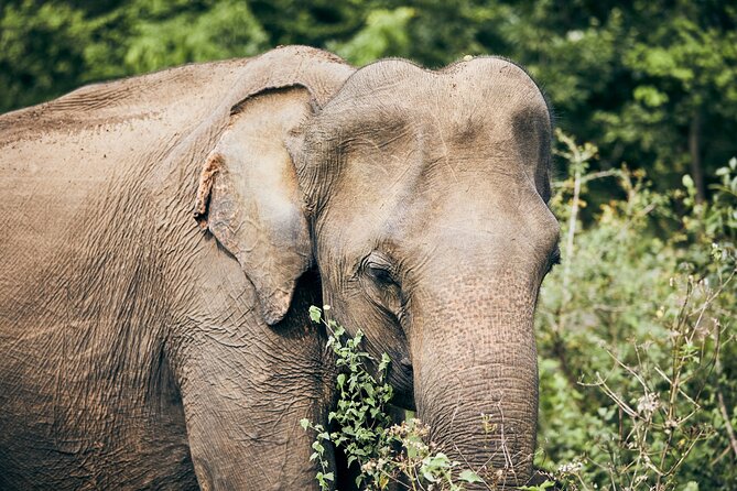 Private Tour: Yala National Park Safari - The Driver-Guide Factor: Names to Know and What to Ask
