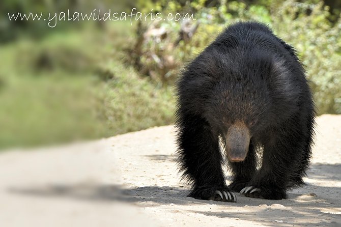 Private Tour : YALA National Park with Experienced Driver and Guide - The Big 3 game plan: leopards, elephants, and sloth bears