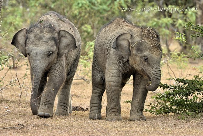 Private Tour : YALA National Park with Experienced Driver and Guide - Your driver-guide matters more than you think