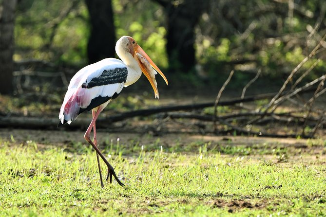 Private Tour : YALA National Park with Experienced Driver and Guide - Getting picked up, getting in, and getting moving