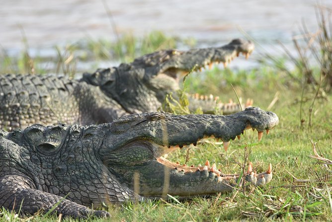 Private Tour : YALA National Park with Experienced Driver and Guide - Price and value: $100 per person, plus what can change your cost feel