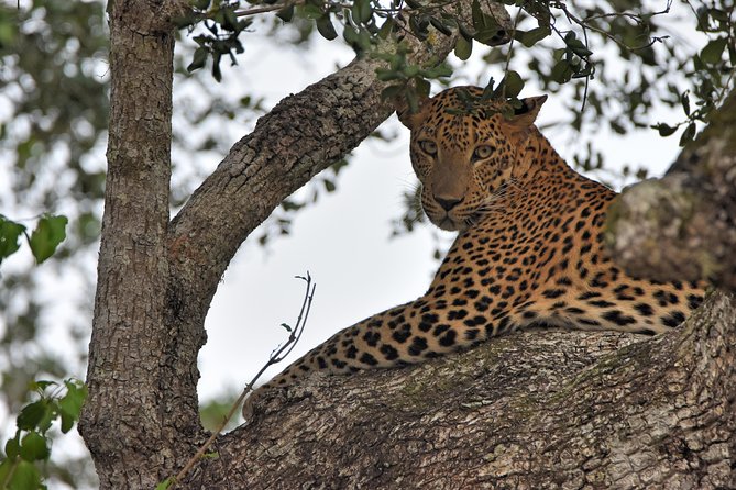 Private Tour : YALA National Park with Experienced Driver and Guide - What you should do to get the most from your day in Yala