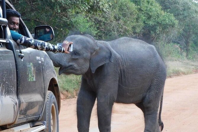Private Tour : YALA National Park with Experienced Driver and Guide - The best fit for this Yala private safari