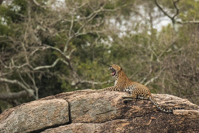 Private Tour : YALA National Park with Experienced Driver/Guide - Your 4x4 jeep and the driver-guide advantage in the park