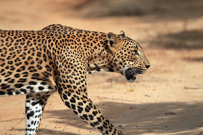 Private Tour : YALA National Park with Experienced Driver/Guide - Golden hours timing: morning safari versus evening safari