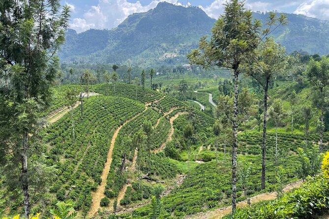 Private Transfer - Kandy to ella drop off and pick up - Tea, snacks, and quick sightseeing breaks