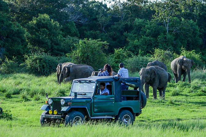 Private Trip to Sigiriya, Dambulla & safari from Colombo/ Negombo - Guides, driving, and the “extra stops” issue to watch for