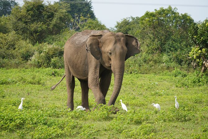 Private Udawalawe Safari Tour with Elephant Transit Home - Key highlights at a glance