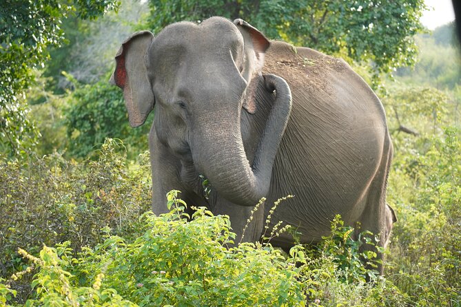 Private Udawalawe Safari Tour with Elephant Transit Home - Elephant Transit Home: seeing rehabilitation up close