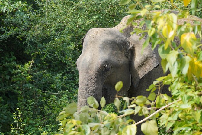 Private Udawalawe Safari Tour with Elephant Transit Home - Bentota pickup and the ride to Udawalawe (what to expect)