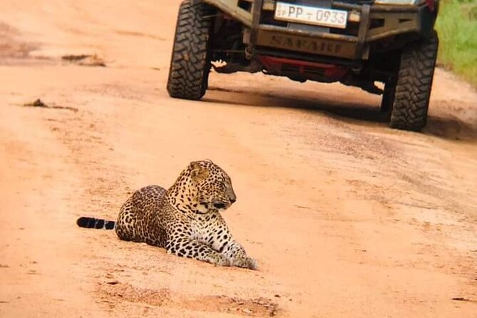 Private Wilpatu National Park Leopard safari from Colombo/Negambo - Key highlights to know before you go