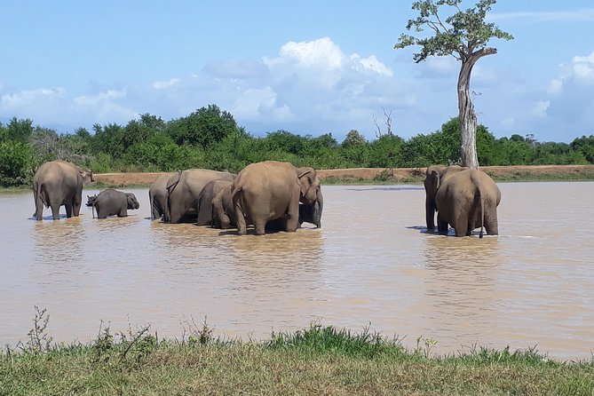 Privet One Day Udawalawe National Park Elephant Safari - Price and fees breakdown: is $267 a good value?