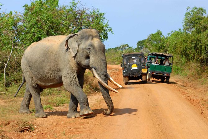 Privet One Day Udawalawe National Park Elephant Safari - Udawalawe National Park elephant safari by 4WD: reservoir first, wildlife second