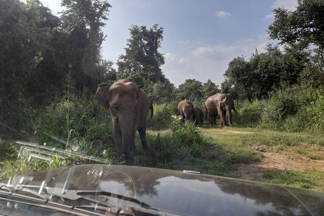 Rangiri Jeep Safari Sigiriya Lion Rock & Evening Jeep Safari - Pickup and timing: the one logistics detail I would double-check