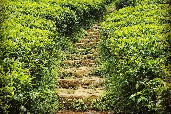Round tour - 7days & 6nights - Sigiriya: the rock fortress day that sets the tone