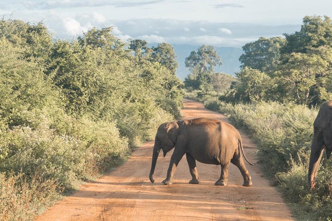 Round tour - 7days & 6nights - Ella: tea-country views and the best kind of in-between time