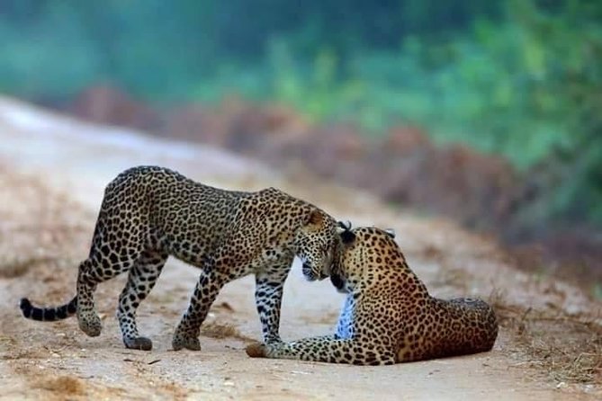 Safari at Wilpattu National Park from Negombo (All inclusive day tour) - Key highlights you will care about