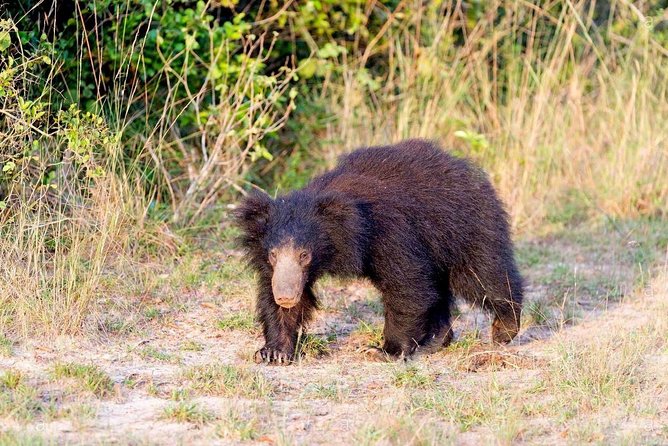 Safari at Wilpattu National Park from Negombo (All inclusive day tour) - Wilpattu National Park Jeep Safari: Your Best Shot at the Big Animals