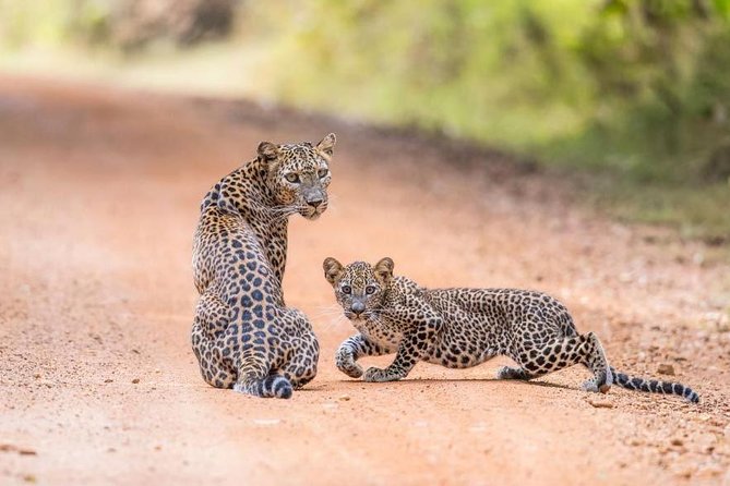 Safari at Wilpattu National Park from Negombo (All inclusive day tour) - How to Think About Leopard, Sloth Bear, and Elephant Chances