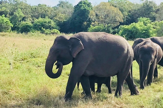 Safari Tour at Minneriya National Park - Quick hits on this Minneriya safari