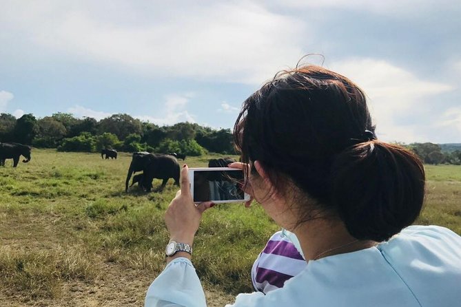 Safari Tour at Minneriya National Park - Minneriya elephant gatherings, and why this safari format works