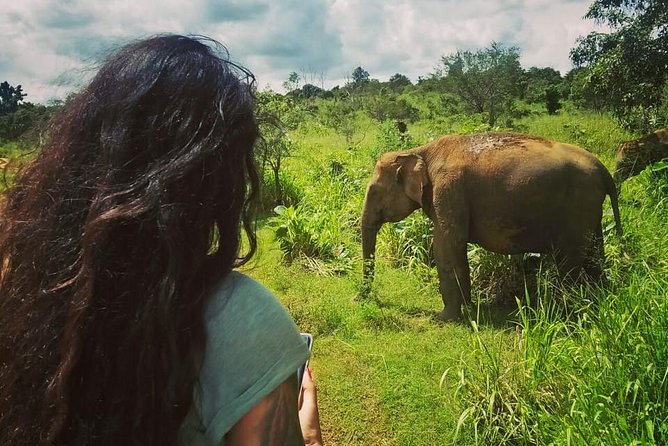 Safari Tour at Minneriya National Park - The guide experience: English, flexibility, and clear spotting