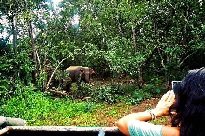 Safari Tour at Minneriya National Park - Ride comfort and what to expect in a 4WD safari jeep