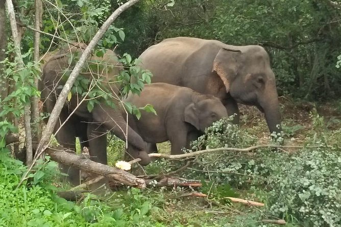 Safari Tour at Minneriya National Park - Morning at 6:00 am or afternoon at 1:30 pm